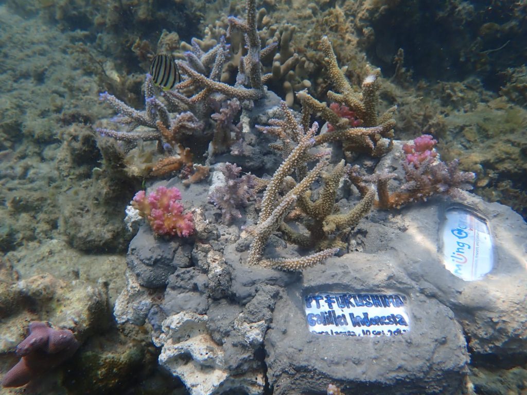 Coral (1)