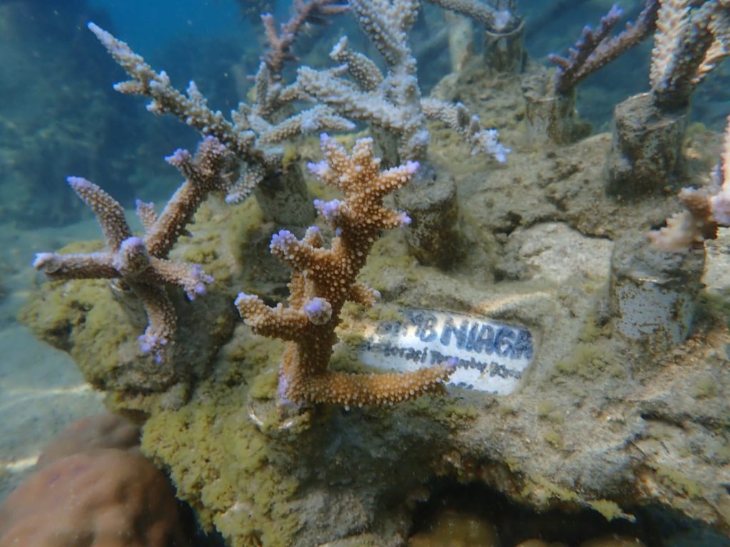 Coral (2)